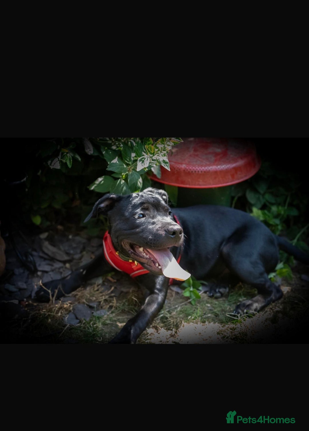 Staffordshire Bull Terrier dogs for sale: Staffordshire Bull Terrier For sale - Advert 2