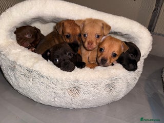 Mixed Breed dogs 6 jackmix puppies ready end of December - Advert 2