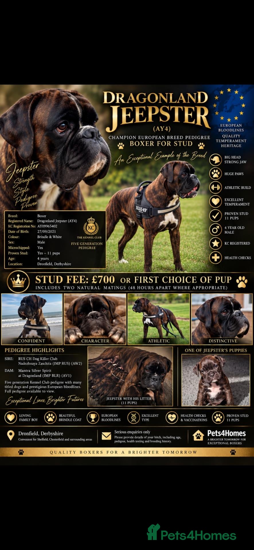 Boxer dogs KC Registered boxer for stud - Advert 1