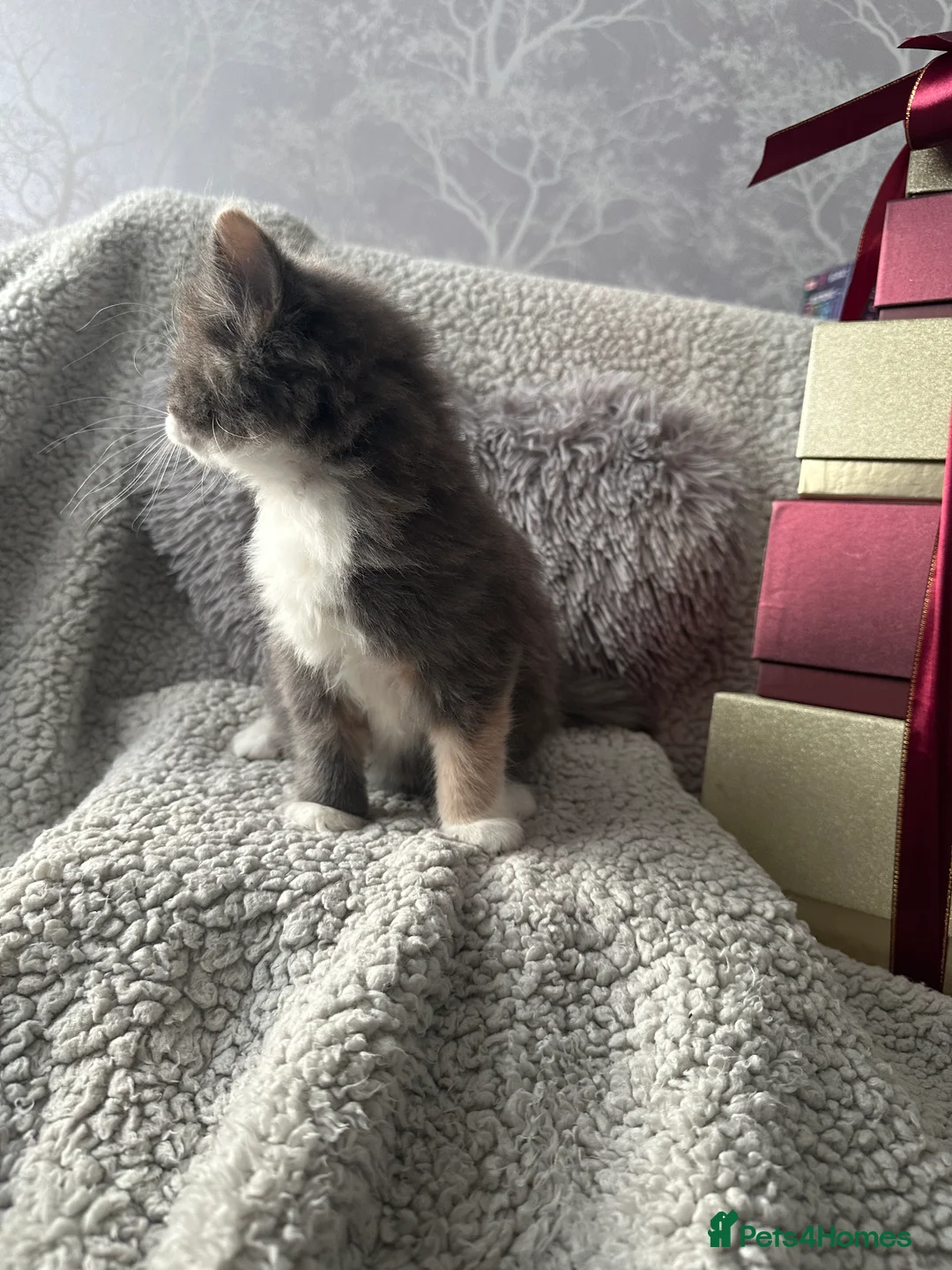 Mixed Breed cats for sale: Long Haired British Blue/Norwegian Forest kittens  - Advert 7