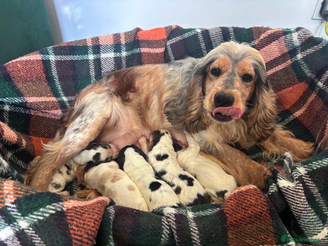 Cocker Spaniel dogs for sale: Show Cocker Spaniel Puppies  - Image 25