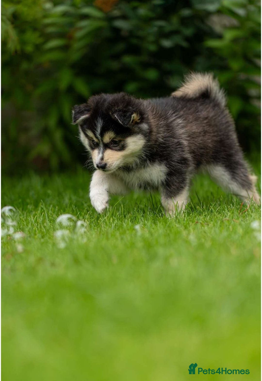 Pomsky dogs STUNNING POMSKY PUPPIES  - Advert 2