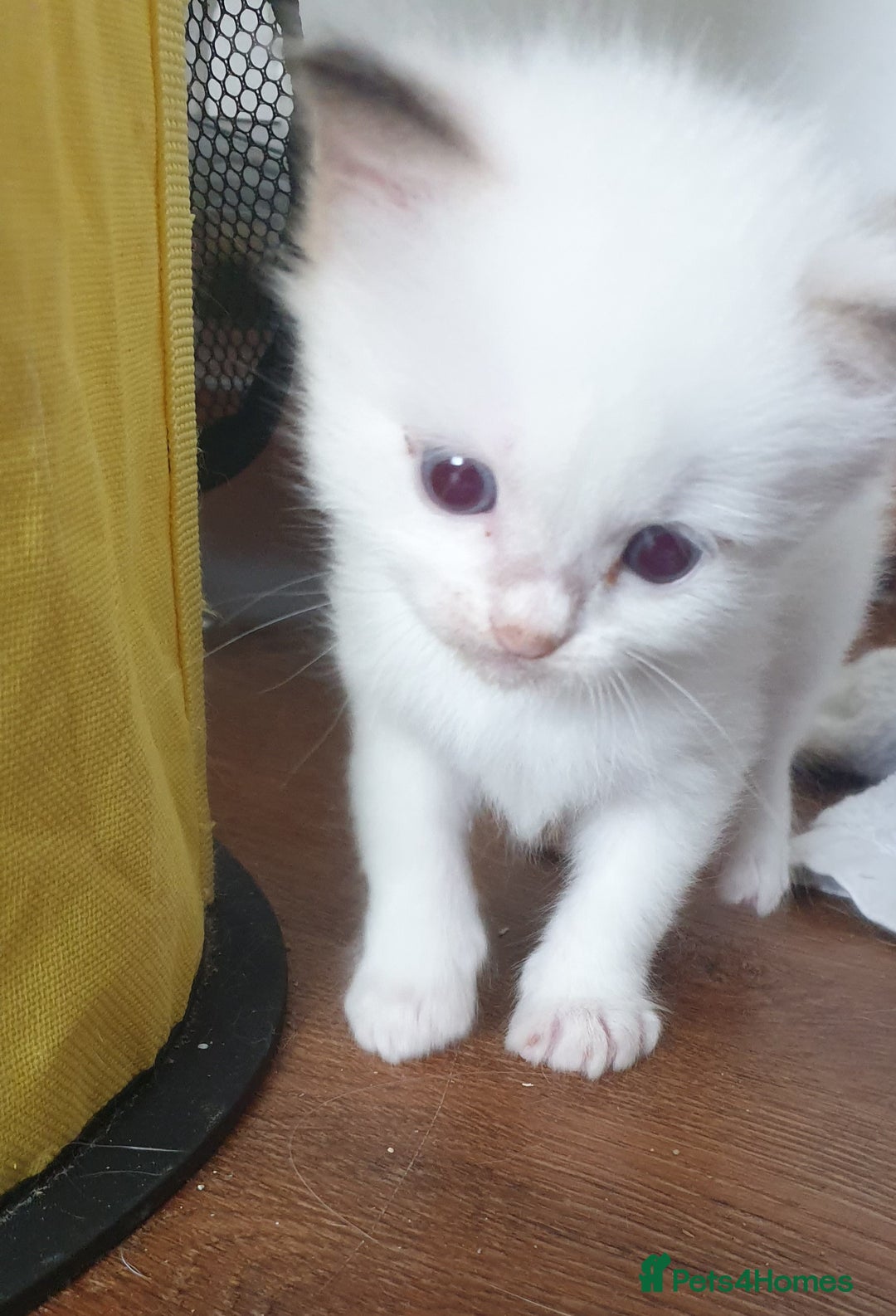 Ragdoll cats for sale: GCCF Chocolate Point with White Bi-color kittensur - Image 5