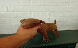 Patterdale Terrier dogs for sale: Patterdale pups for sale ready now - Image 29
