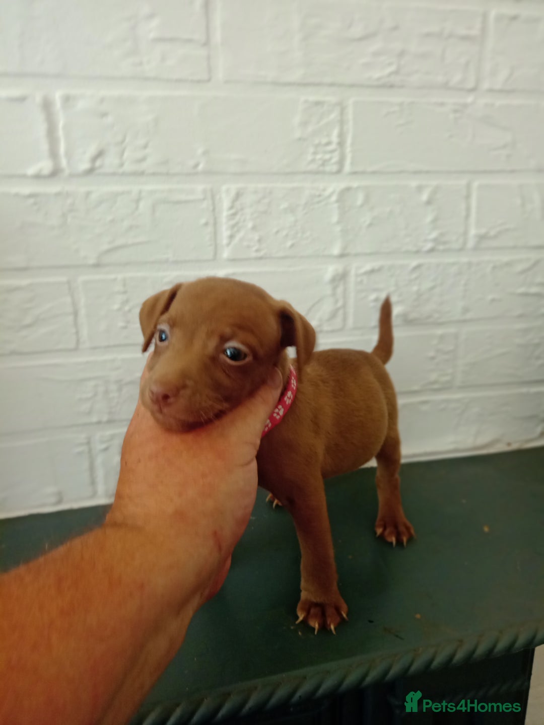 Patterdale Terrier dogs for sale: Patterdale pups for sale ready now - Image 29
