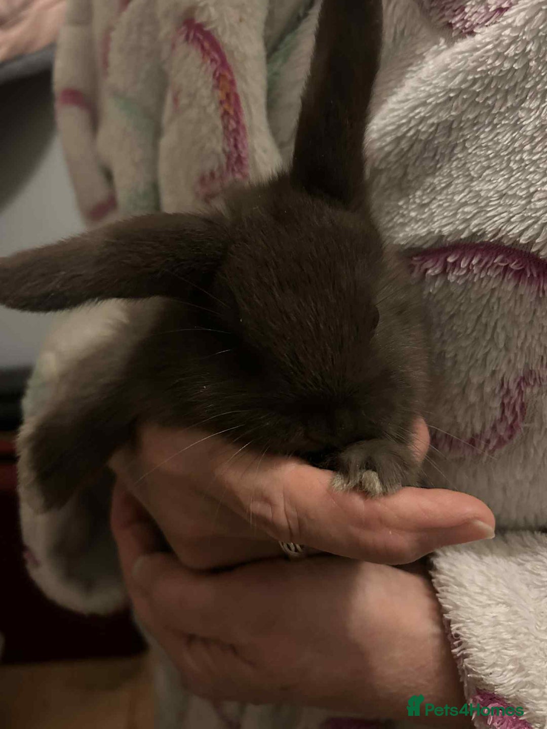 Mini Lop rabbits for sale: Beautiful chocolate brown rabbits - Advert 8