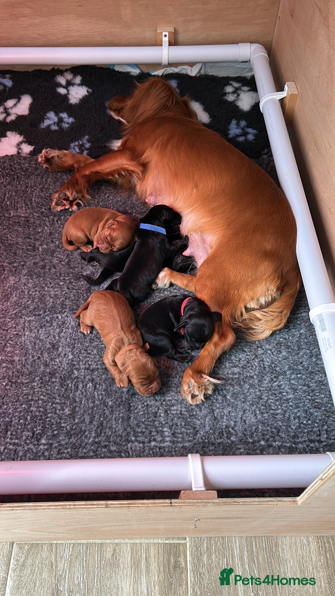Cocker Spaniel dogs for sale: working cocker spaniel puppies - Image 1