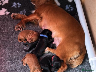 Cocker Spaniel dogs - Advert 1