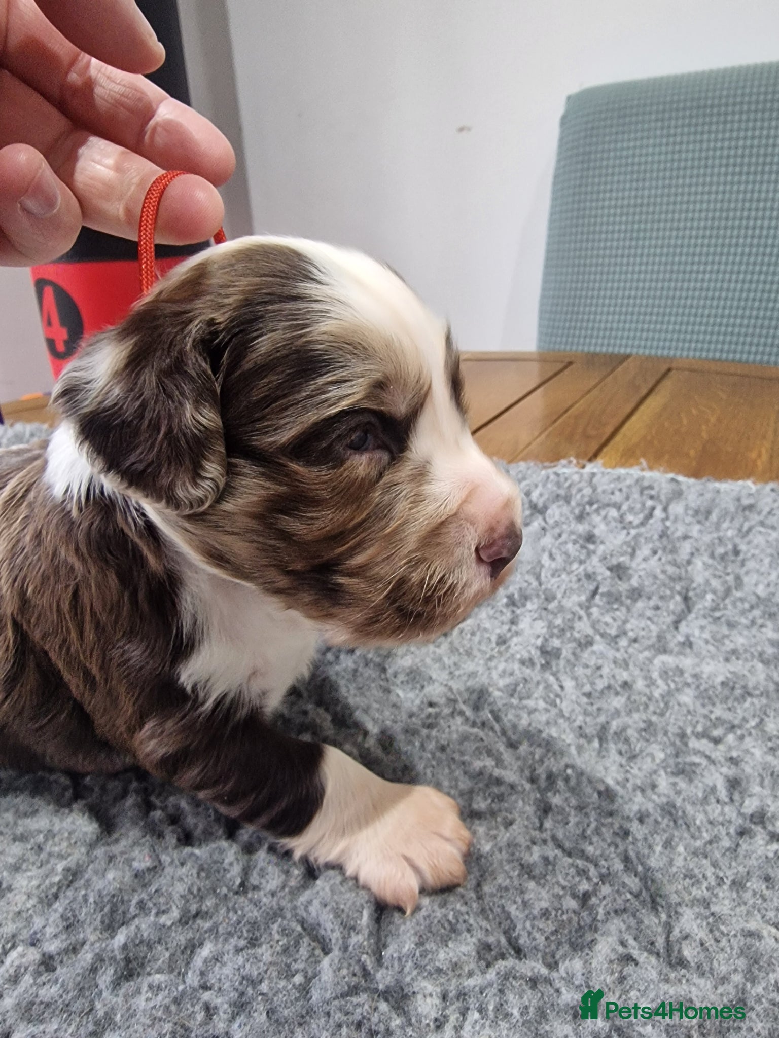 Cocker Spaniel dogs Stunning coloured merle working cocker spaniels  - Advert 1