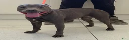 Staffordshire Bull Terrier dogs for sale: Bell adult female blue staff for sale  - Advert 8