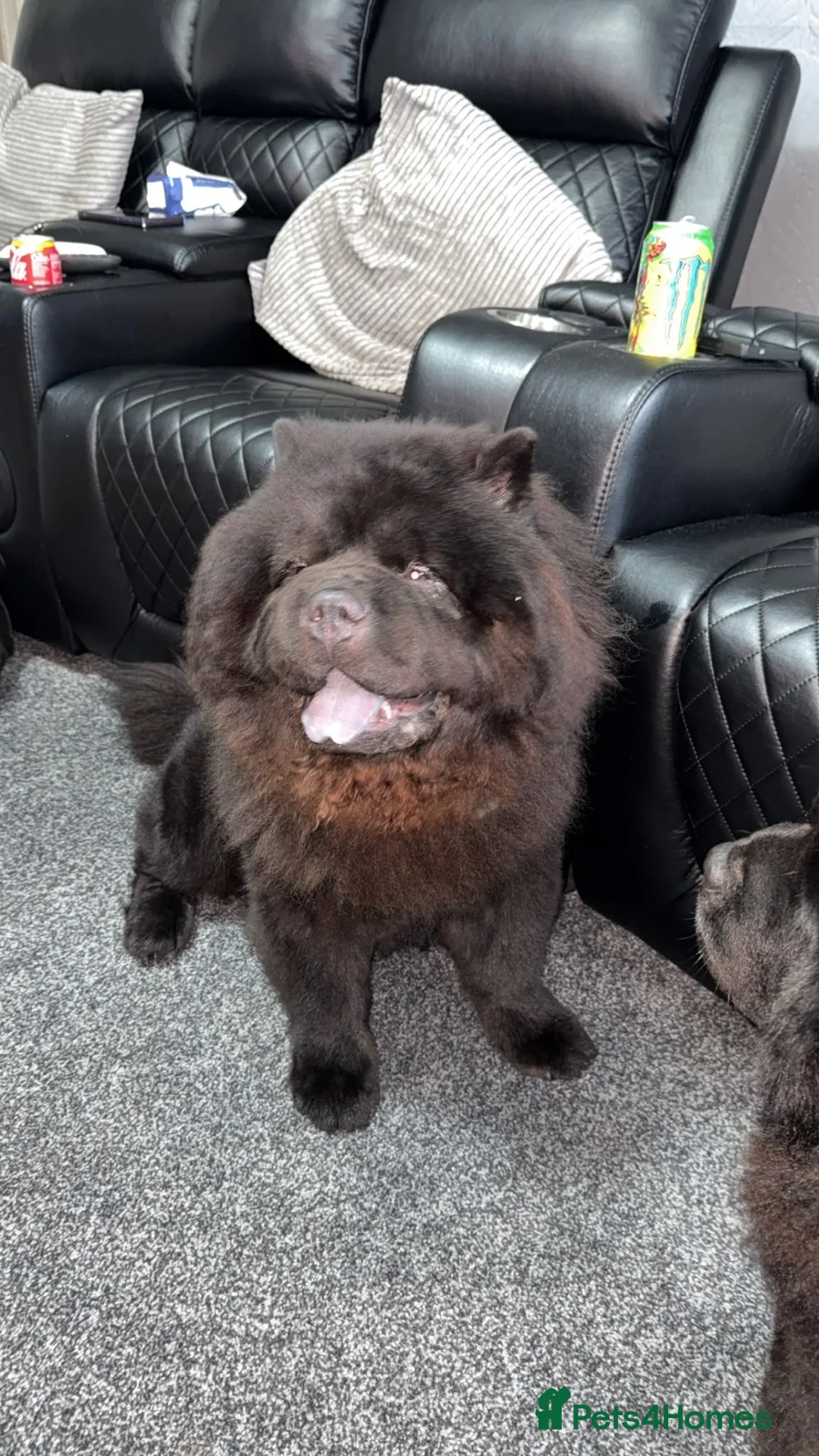 Chow Chow dogs for sale: Only 3 avalable (5 generation Chow chow) puppys - Advert 40