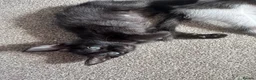 Mixed Breed cats for sale: Beautiful litter is Siamese mixed breed kittens - Advert 34