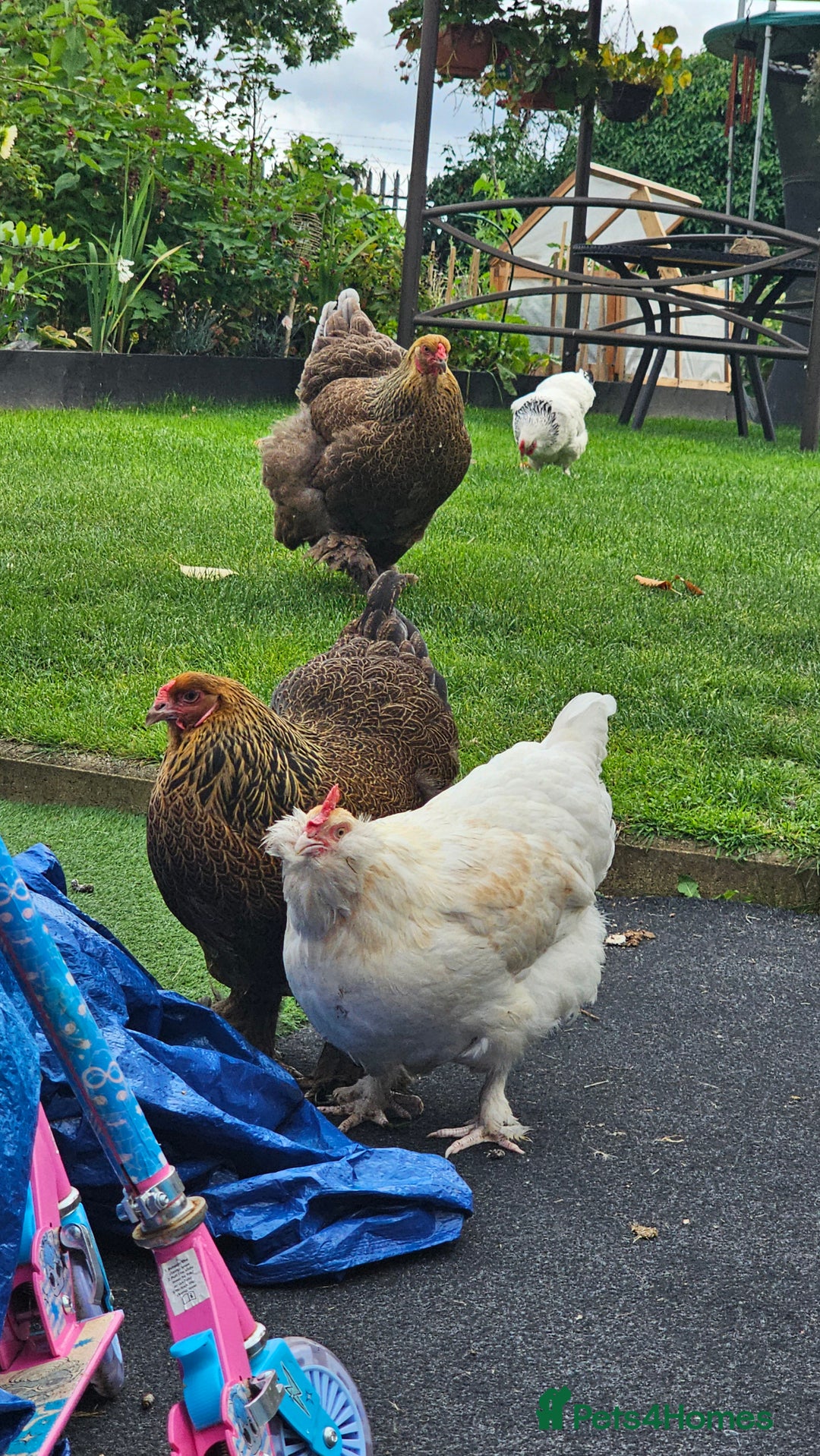 Hens poultry for sale: Hens for sale. - Image 5