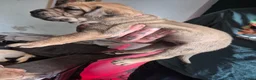 Cane Corso dogs for sale: Cane corso cross tibetan mastiff puppies - Advert 16