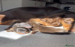 Miniature Dachshund dogs for sale: 🐶 Beautiful Longhaired miniature dachshund pups  - Image 7