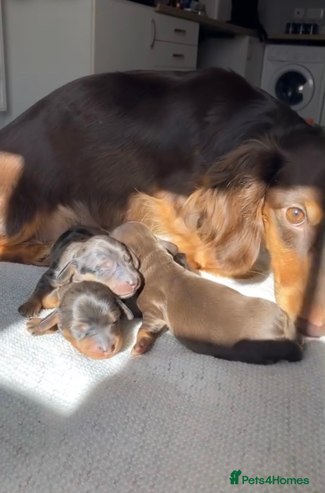 Miniature Dachshund dogs for sale: 🐶 Beautiful Longhaired miniature dachshund pups  - Image 7