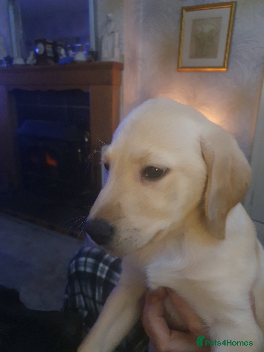 Labrador Retriever dogs for sale: Blonde female puppy 12 weeks last of litter - Advert 5