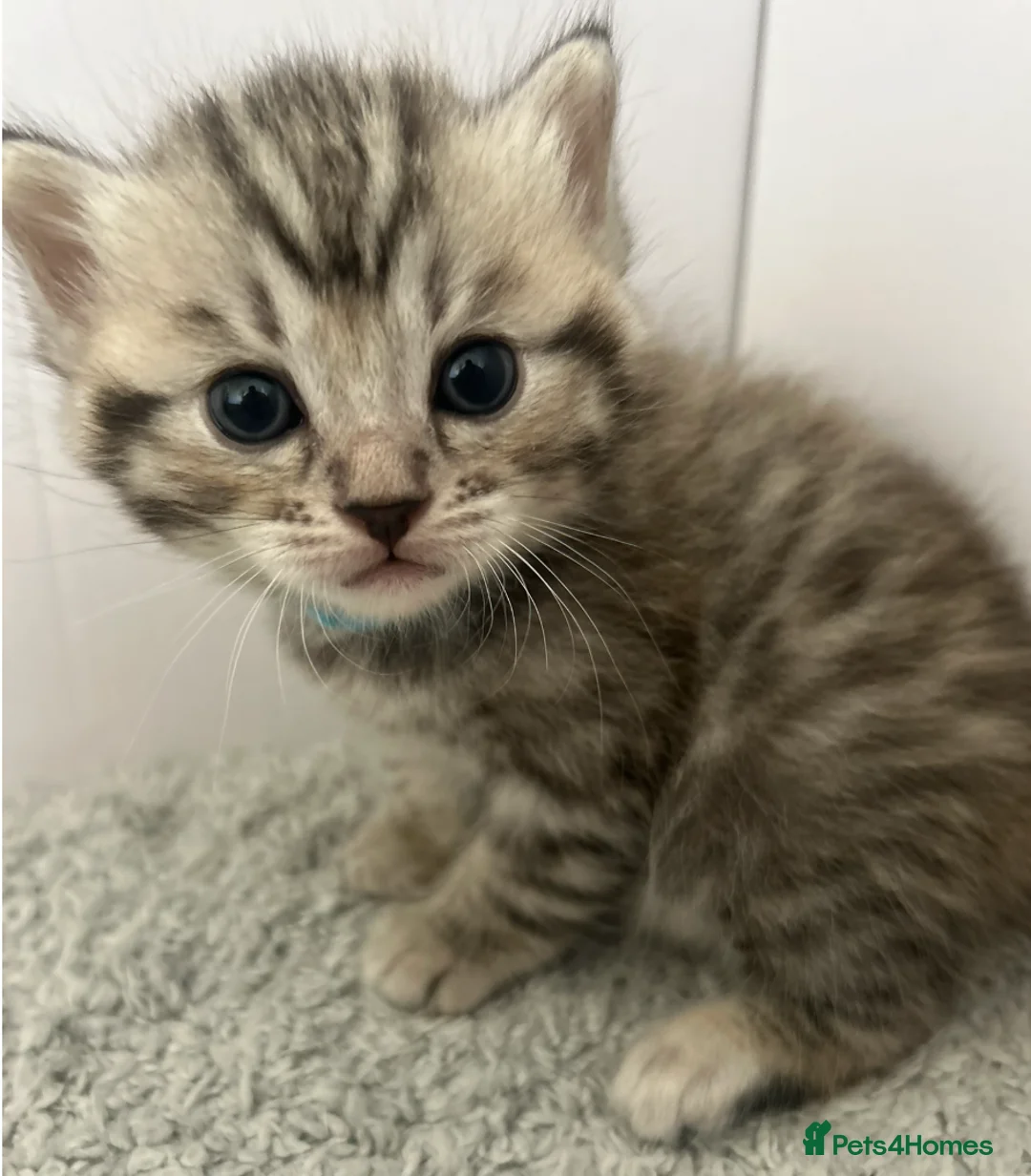 Bengal cats for sale: 4 Adorable Purebred Bengals for Sale in Twickenham - Advert 18