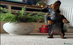 Miniature Dachshund dogs for sale: AVAILABLE NOW! Little Legs & Big Hearts - Advert 19