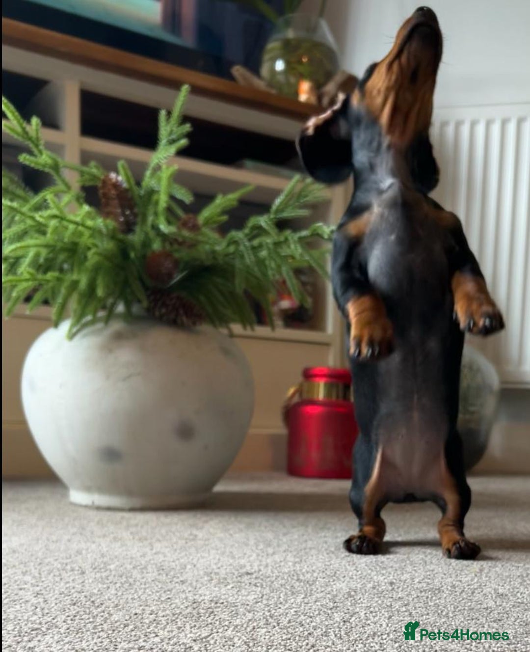 Miniature Dachshund dogs for sale: AVAILABLE NOW! Little Legs & Big Hearts - Advert 19