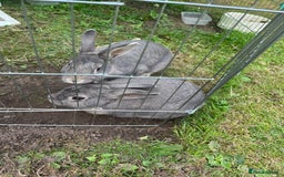 English rabbits for sale: 2 Male rabbits, brothers - Image 2