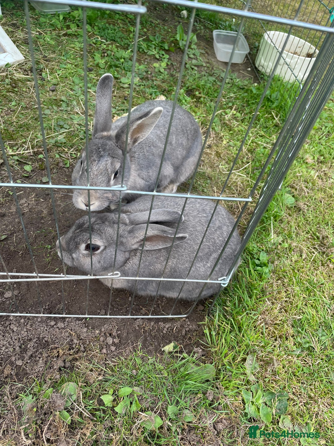 English rabbits for sale: 2 Male rabbits, brothers - Image 2
