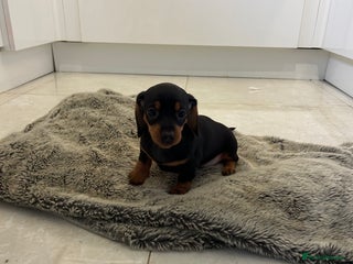 Miniature Dachshund dogs Miniature dachshunds puppies - Advert 4