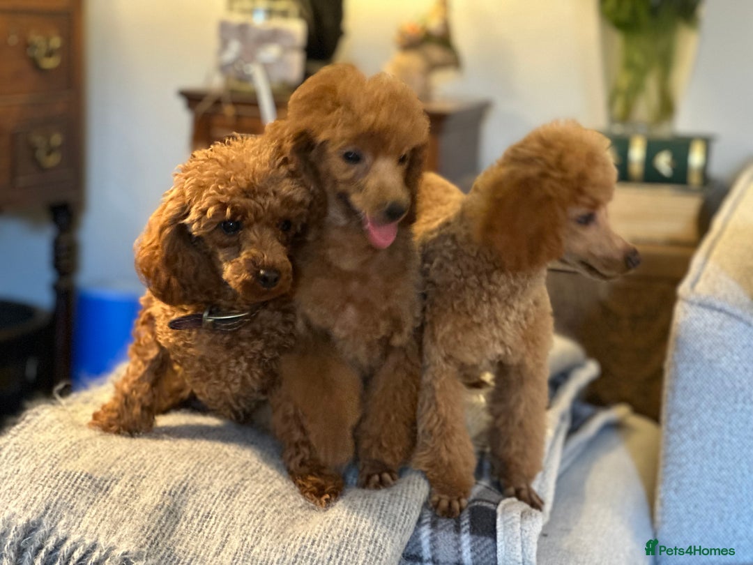 Toy Poodle dogs for sale: Two beautiful red toy poodle girls  - Image 9