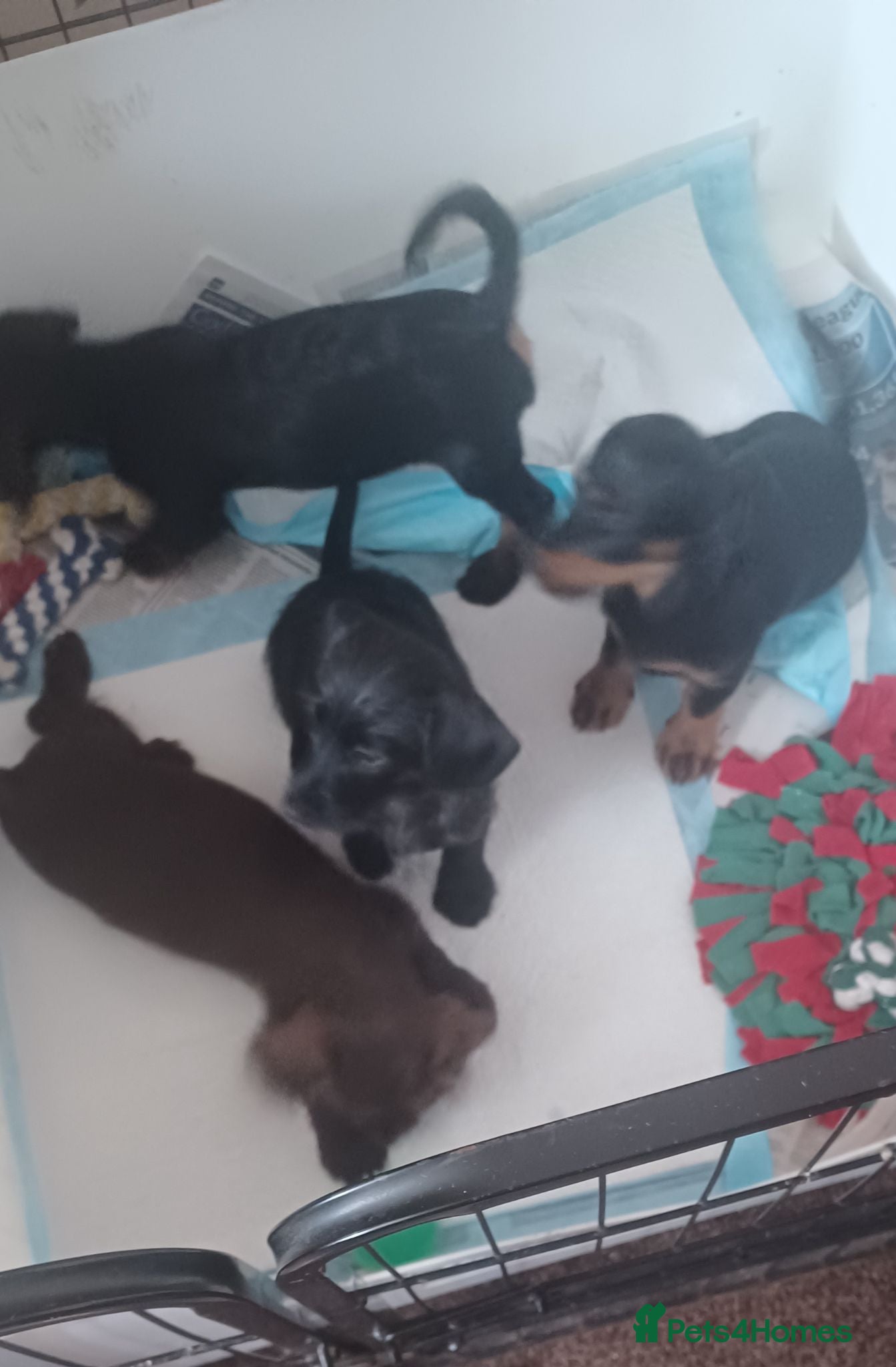 Doxiepoo dogs Adorable DoxiePoo Puppies  - Advert 4