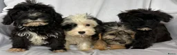 Mixed Breed dogs for sale: Sealyham X Poodle Puppies  - Advert 16
