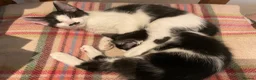 Domestic Shorthair cats for sale: Beautiful kittens ready now - Advert 3