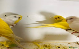 Parakeets birds for sale: Various colours/age  budgies  - Image 17