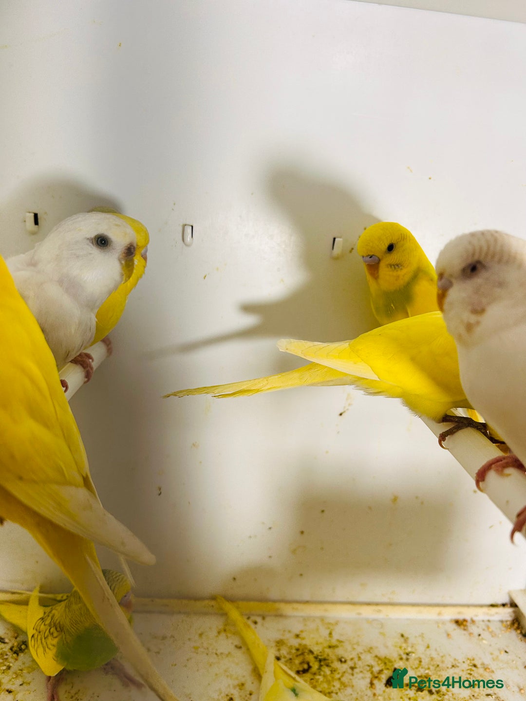 Parakeets birds for sale: Various colours/age  budgies  - Image 17