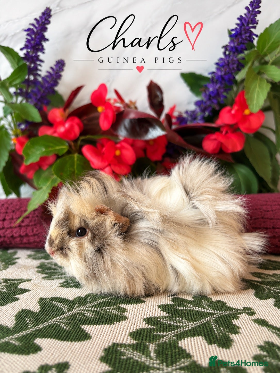 Guinea Pig rodents LOTS OF BABY Guinea Pigs for sale  - Advert 2