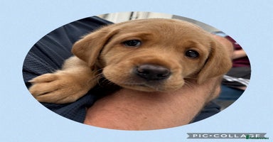 Labrador Retriever dogs in Tamworth - Advert 10