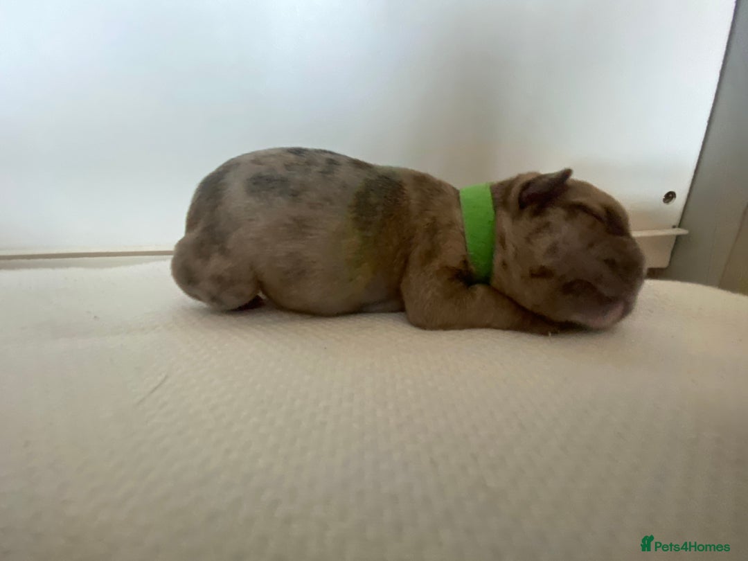 French Bulldog dogs for sale: Chocolate Isabelle Merle black white brindle mum  - Image 7