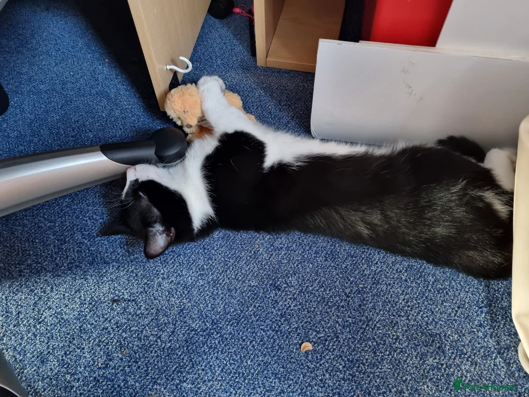 Domestic Shorthair cats for sale: Black and white cat for sale - Advert 2