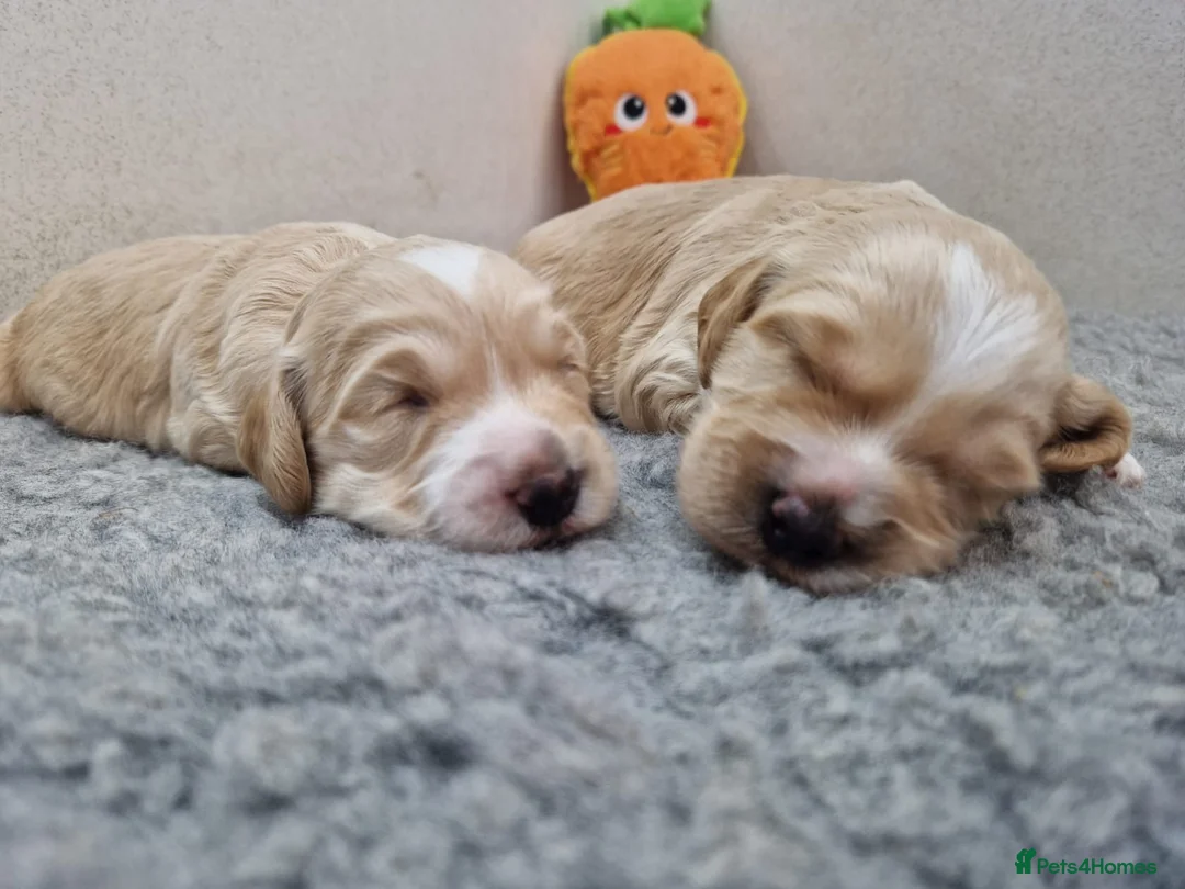 Cockapoo dogs for sale: Cockapoos  - Advert 2