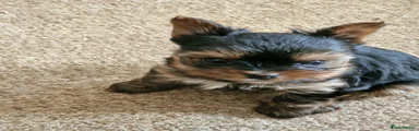 Yorkshire Terrier Puppy 3
