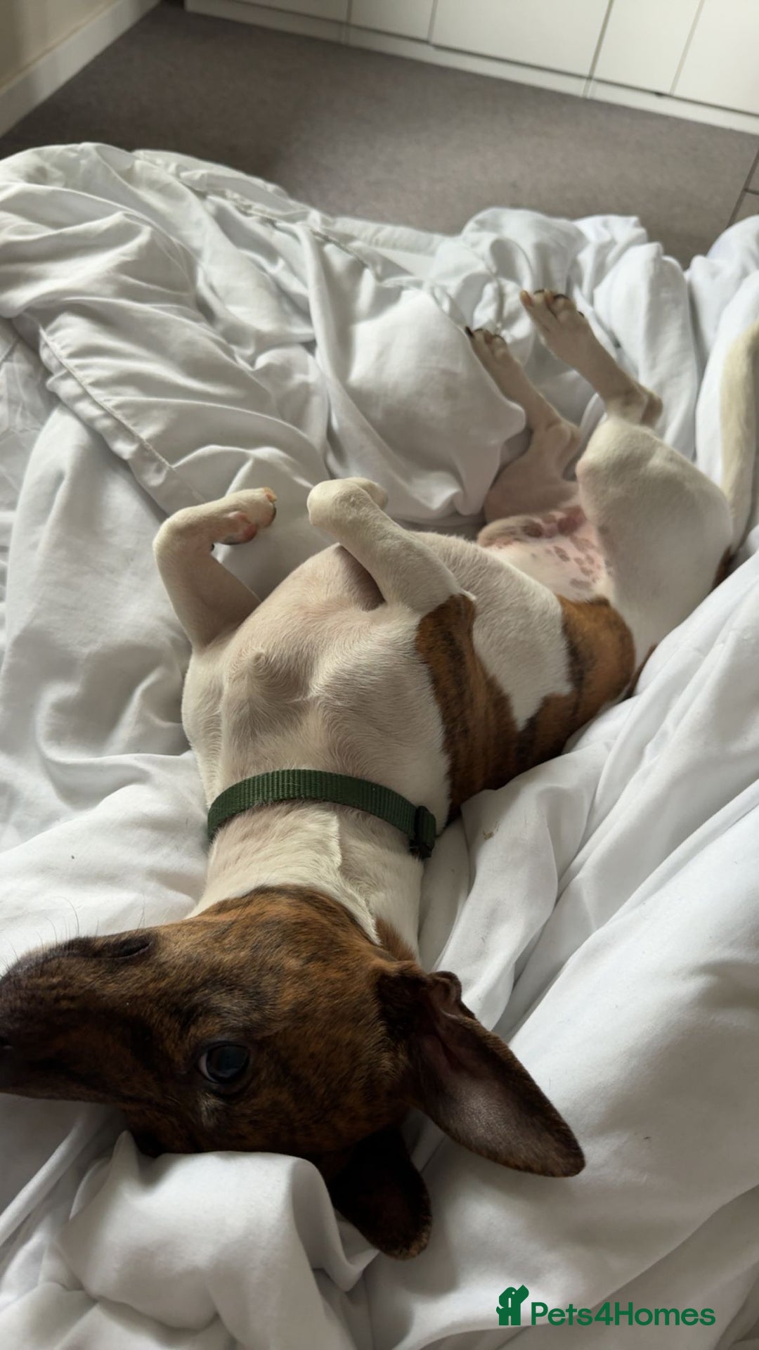 Jack Russell dogs for sale: Wright - Advert 2