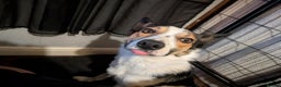 Smooth Collie dogs for sale: Teddy - Advert 2