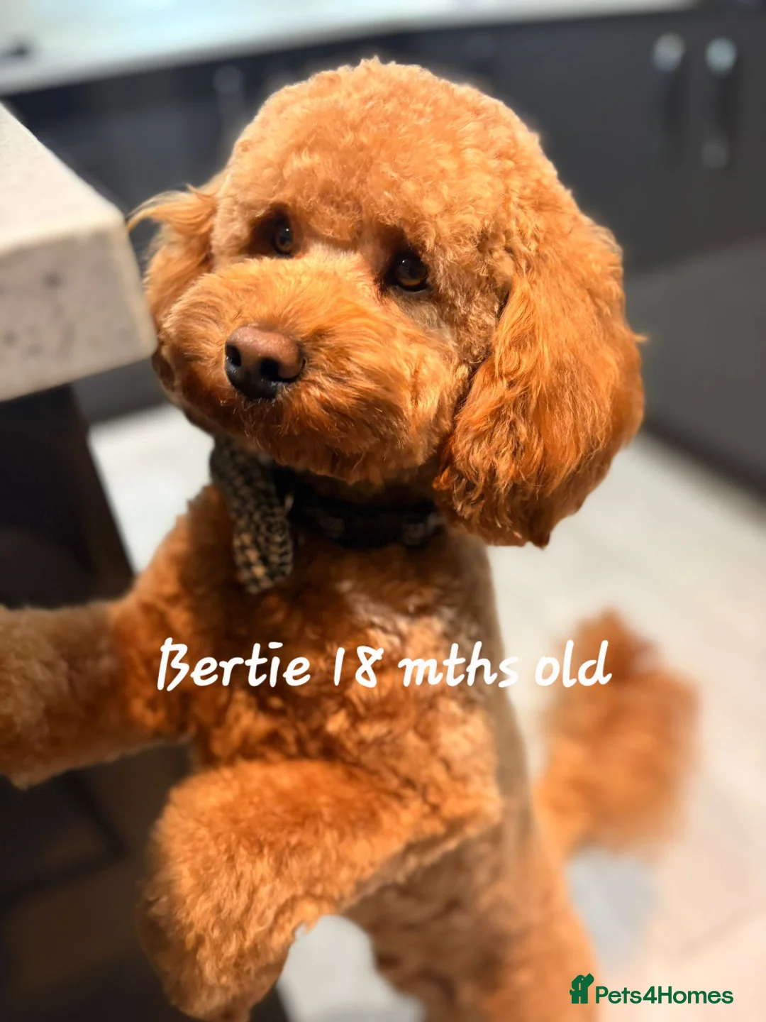 Cavapoo dogs for sale: Cavapoos Fb3. - Advert 26