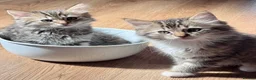 Ragdoll cats for sale: Ragdoll X Bengal kittens  - Advert 4