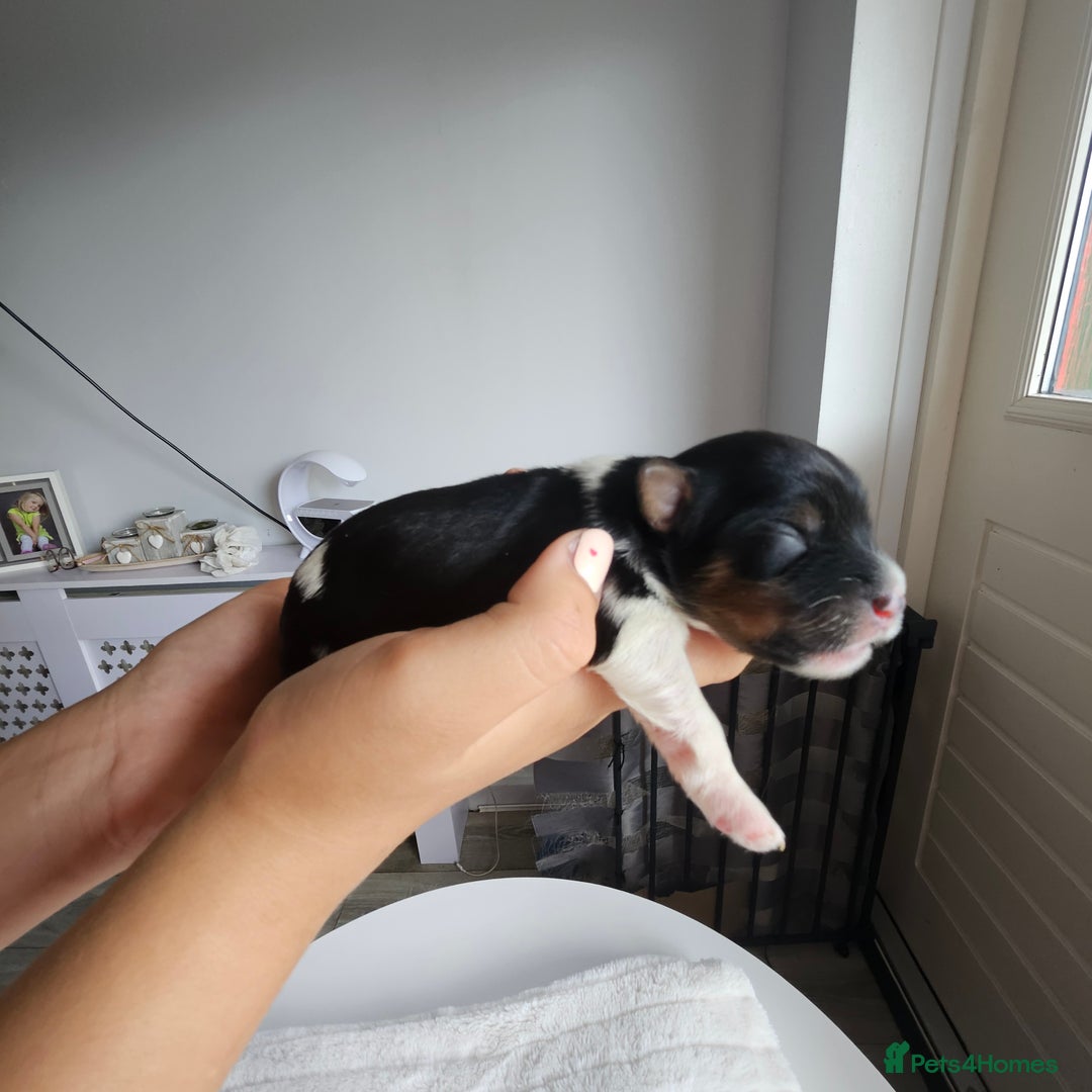 Yorkshire Terrier dogs for sale: 5 szczeniąt York terrier (Biewer) - Image 4