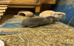 Mini Lop rabbits for sale: 2 Female Minilop Babies for sale £100 for the pair - Image 4
