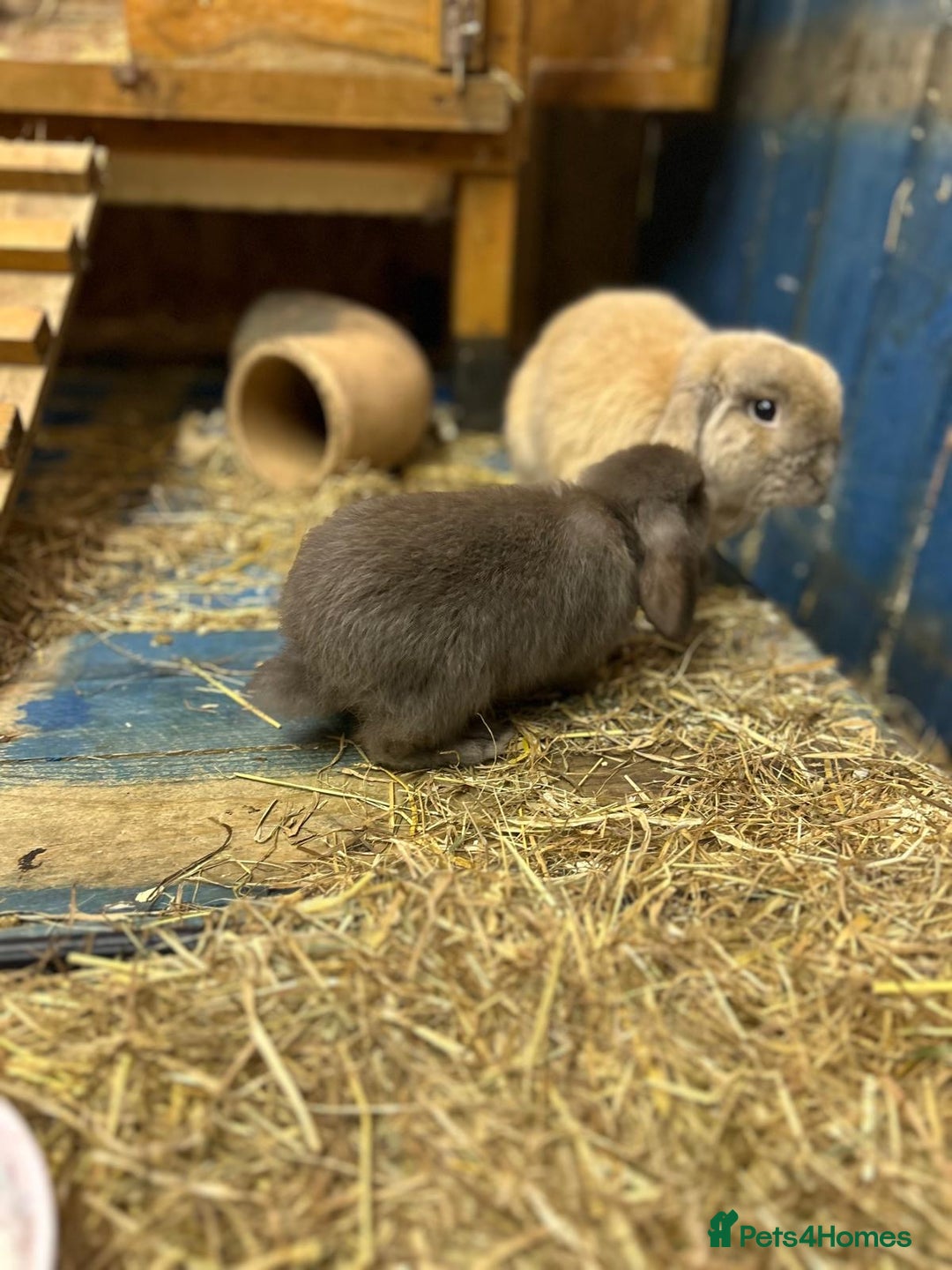 Mini Lop rabbits for sale: 2 Female Minilop Babies for sale £100 for the pair - Image 4