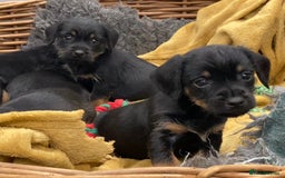 Mixed Breed dogs for sale: Border Terrier cross puppies  - Image 17