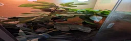 Skink reptiles for sale: Male emerald tree skink  - Advert 3