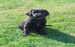 Labrador Retriever dogs for sale: Black Labrador  - Image 1