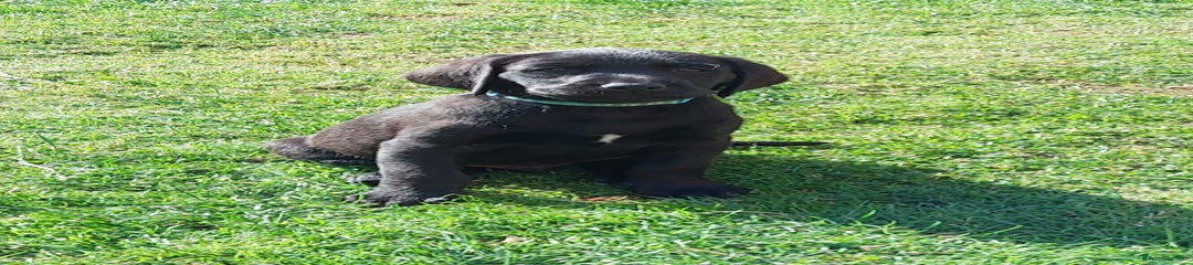 Labrador Retriever Puppy 2
